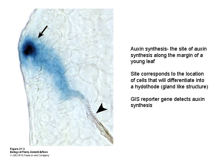 Auxin synthesis- the site of auxin synthesis along the margin of a young leaf Auxin synthesis- the site of auxin synthesis along the margin of a young leaf