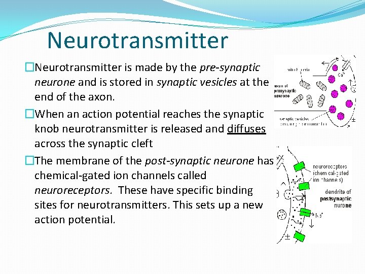 Neurotransmitter �Neurotransmitter is made by the pre-synaptic neurone and is stored in synaptic vesicles