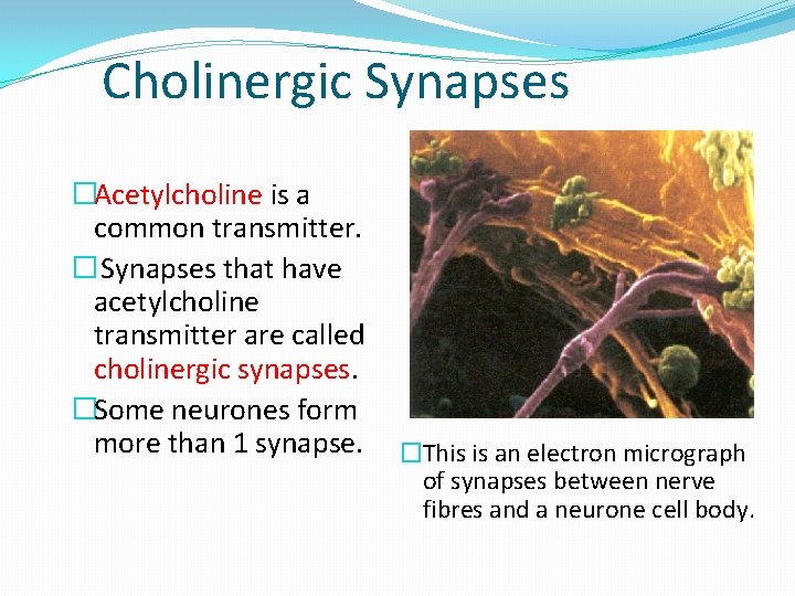 Cholinergic Synapses �Acetylcholine is a common transmitter. � Synapses that have acetylcholine transmitter are