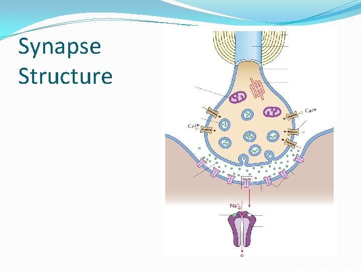 Synapse Structure 