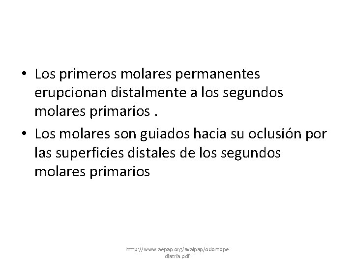  • Los primeros molares permanentes erupcionan distalmente a los segundos molares primarios. •
