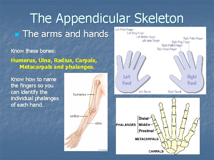 The Appendicular Skeleton n The arms and hands Know these bones: Humerus, Ulna, Radius,