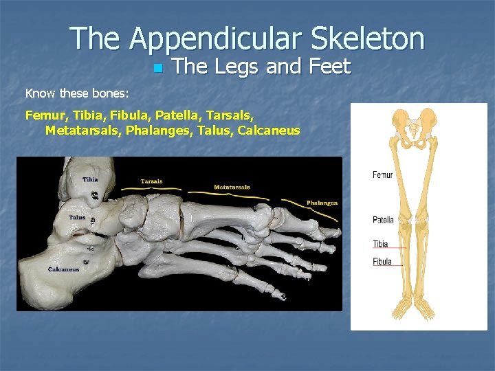 The Appendicular Skeleton n The Legs and Feet Know these bones: Femur, Tibia, Fibula,