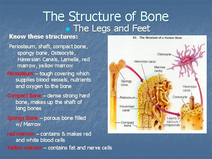 The Structure of Bone n The Legs and Feet Know these structures: Periosteum, shaft,