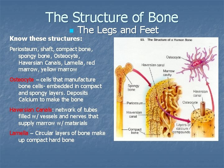 The Structure of Bone n The Legs and Feet Know these structures: Periosteum, shaft,
