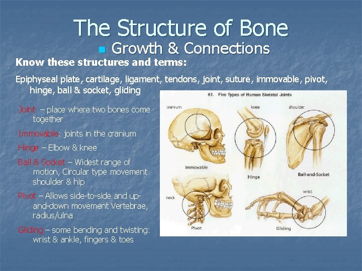 The Structure of Bone n Growth & Connections Know these structures and terms: Epiphyseal