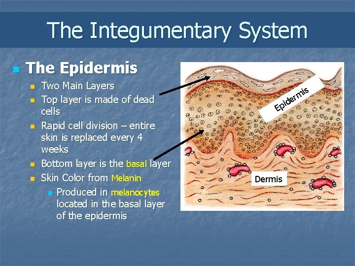 The Integumentary System n The Epidermis n n n Two Main Layers Top layer