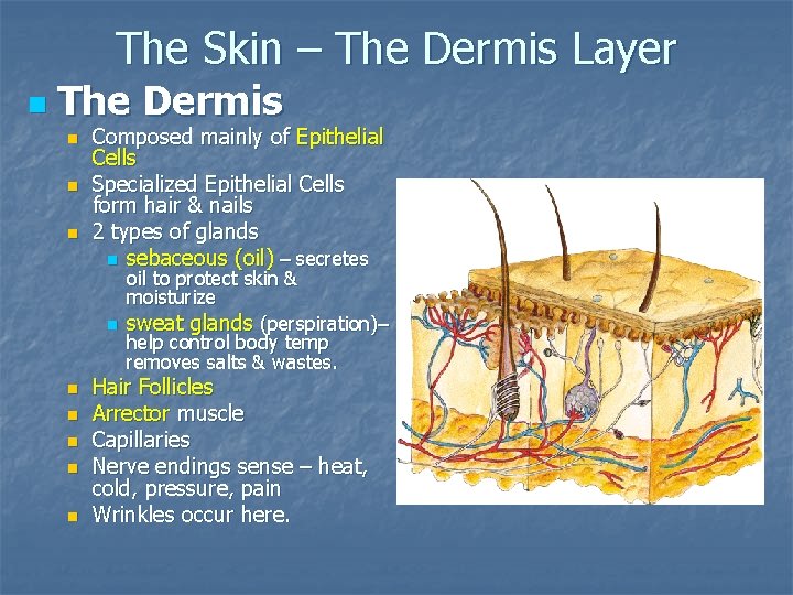 The Skin – The Dermis Layer n The Dermis n n n Composed mainly