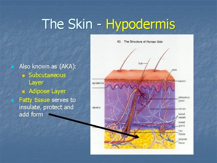 The Skin - Hypodermis n n Also known as (AKA): n Subcutaneous Layer n