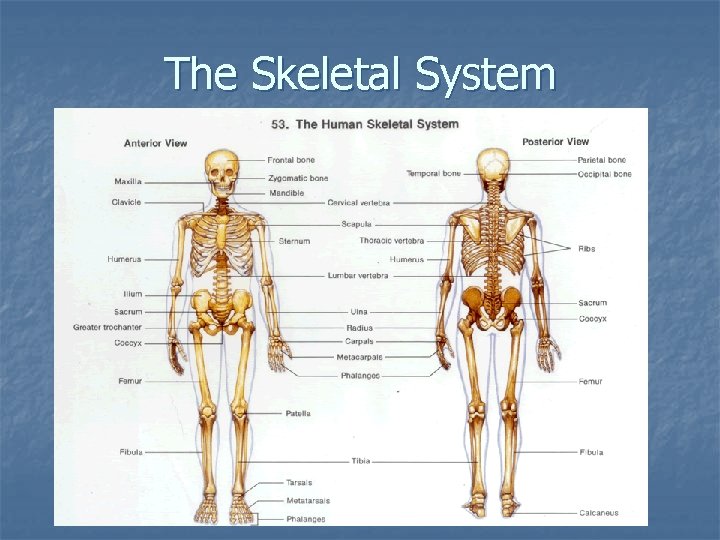 The Skeletal System 