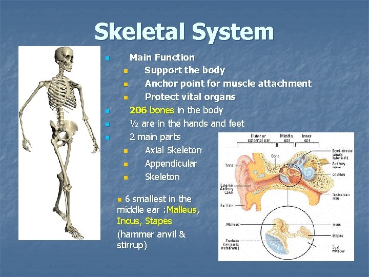 Skeletal System Main Function n Support the body n Anchor point for muscle attachment