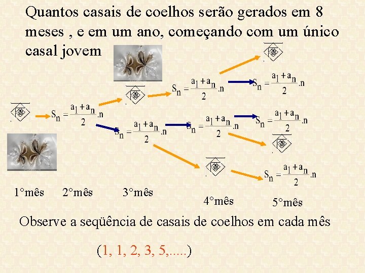 Quantos casais de coelhos serão gerados em 8 meses , e em um ano, Quantos casais de coelhos serão gerados em 8 meses , e em um ano,