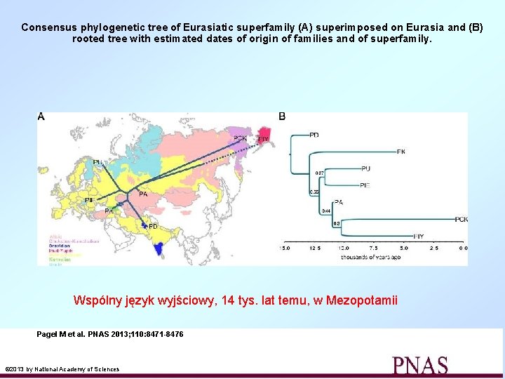 Consensus phylogenetic tree of Eurasiatic superfamily (A) superimposed on Eurasia and (B) rooted tree