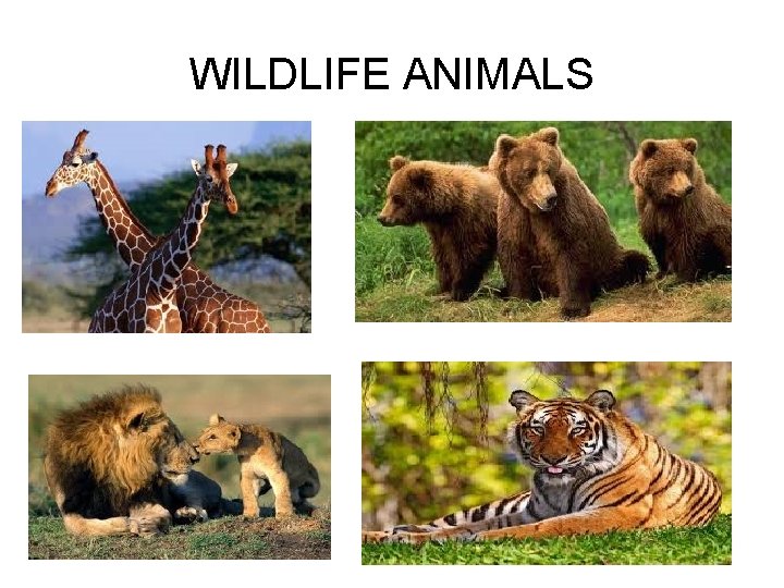 WILDLIFE ANIMALS 