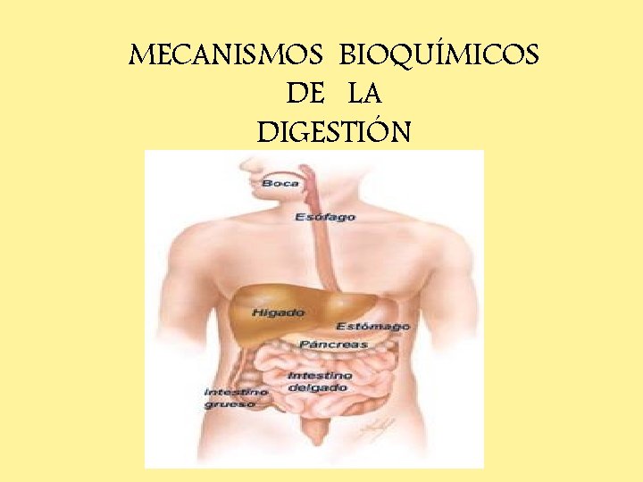 MECANISMOS BIOQUÍMICOS DE LA DIGESTIÓN 