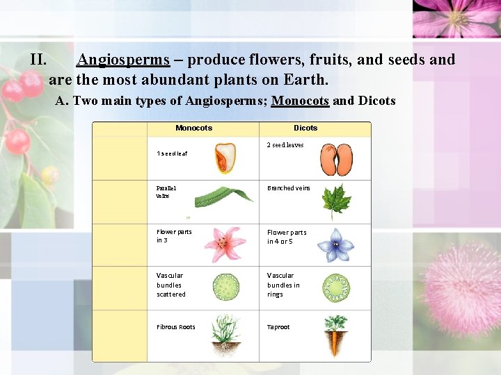 II. Angiosperms – produce flowers, fruits, and seeds and are the most abundant plants II. Angiosperms – produce flowers, fruits, and seeds and are the most abundant plants