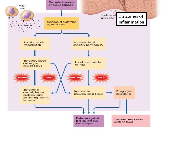 Outcomes of Inflammation 