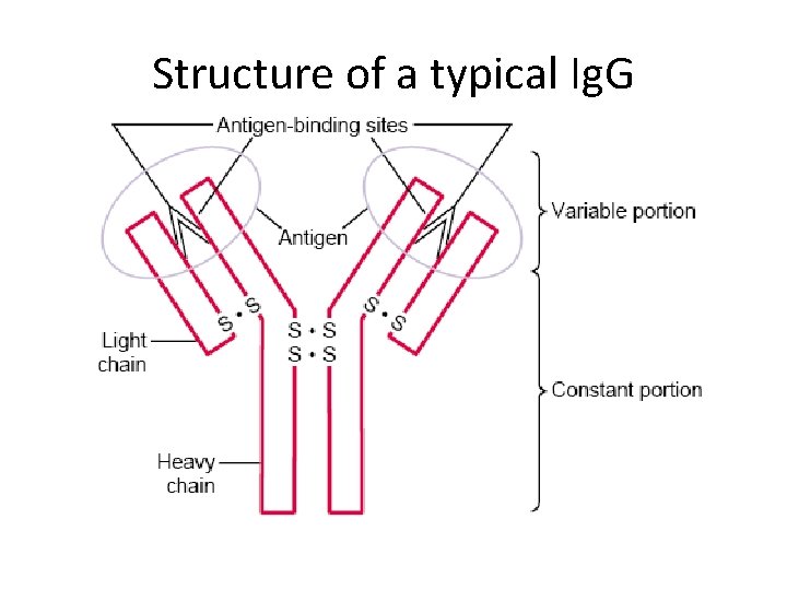 Structure of a typical Ig. G 