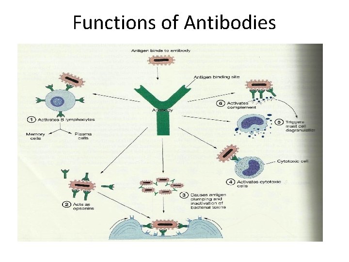 Functions of Antibodies 