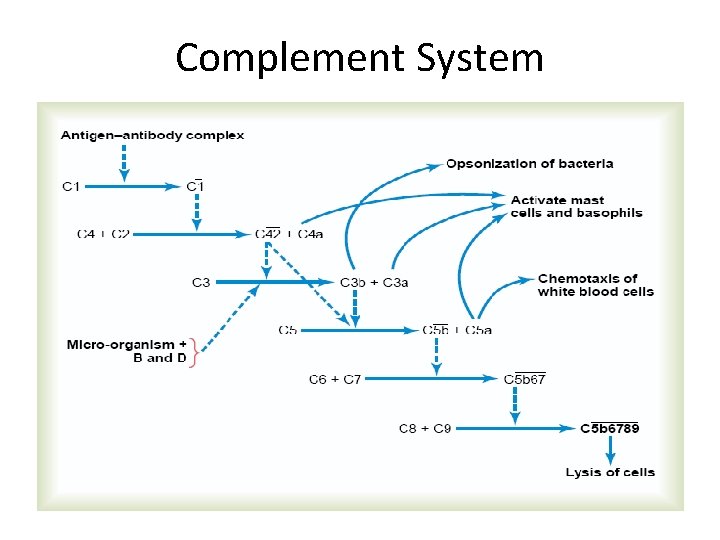 Complement System 