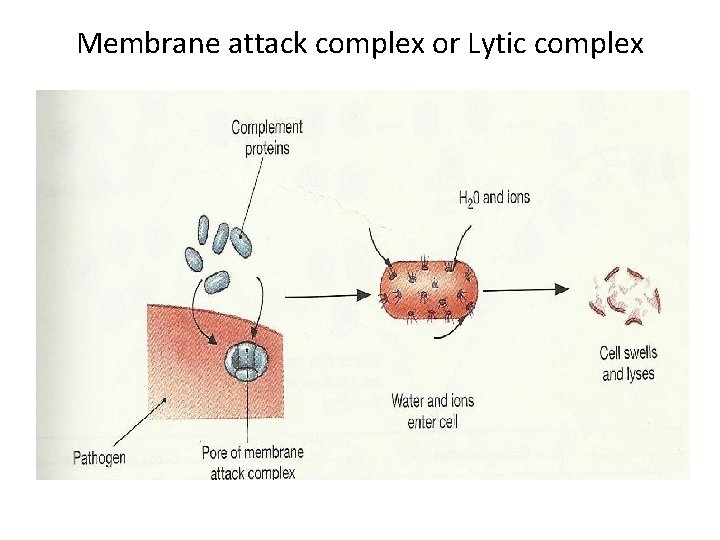 Membrane attack complex or Lytic complex 