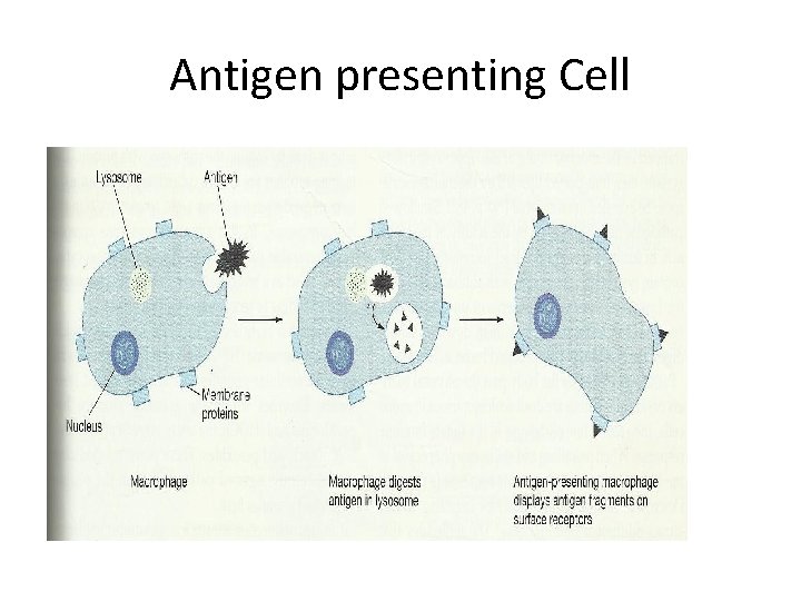 Antigen presenting Cell 