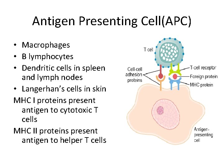 Antigen Presenting Cell(APC) • Macrophages • B lymphocytes • Dendritic cells in spleen and