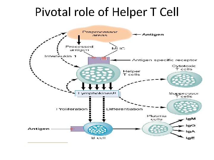 Pivotal role of Helper T Cell 