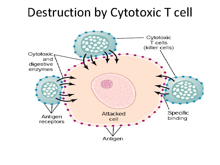 Destruction by Cytotoxic T cell 