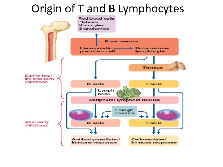 Origin of T and B Lymphocytes 