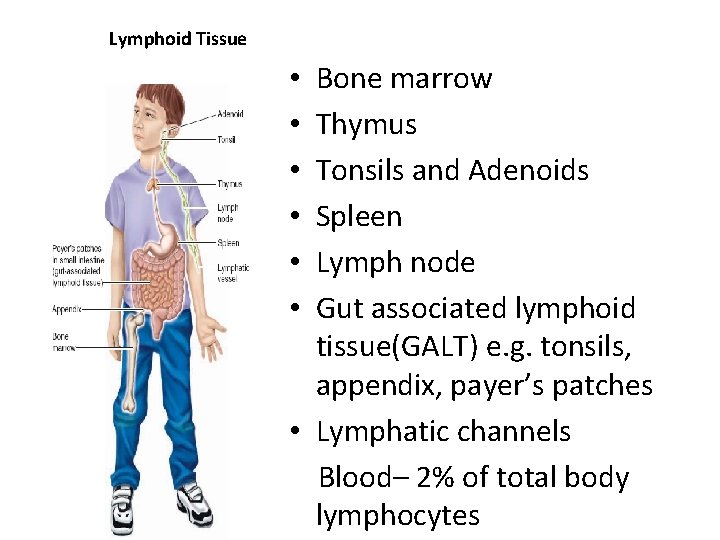 Lymphoid Tissue Bone marrow Thymus Tonsils and Adenoids Spleen Lymph node Gut associated lymphoid