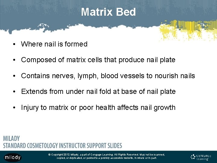 Matrix Bed • Where nail is formed • Composed of matrix cells that produce Matrix Bed • Where nail is formed • Composed of matrix cells that produce