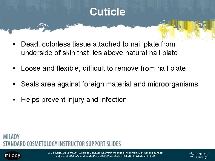 Cuticle • Dead, colorless tissue attached to nail plate from underside of skin that Cuticle • Dead, colorless tissue attached to nail plate from underside of skin that
