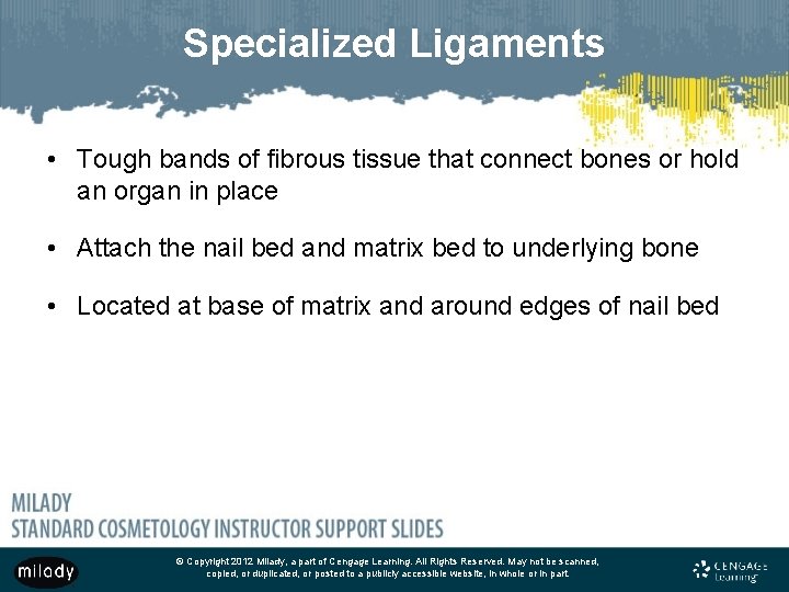 Specialized Ligaments • Tough bands of fibrous tissue that connect bones or hold an Specialized Ligaments • Tough bands of fibrous tissue that connect bones or hold an