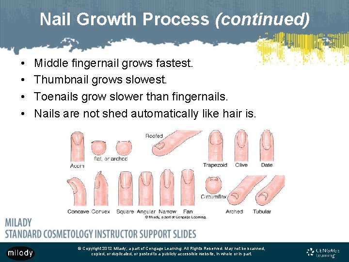 Nail Growth Process (continued) • • Middle fingernail grows fastest. Thumbnail grows slowest. Toenails Nail Growth Process (continued) • • Middle fingernail grows fastest. Thumbnail grows slowest. Toenails