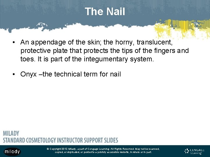The Nail • An appendage of the skin; the horny, translucent, protective plate that The Nail • An appendage of the skin; the horny, translucent, protective plate that