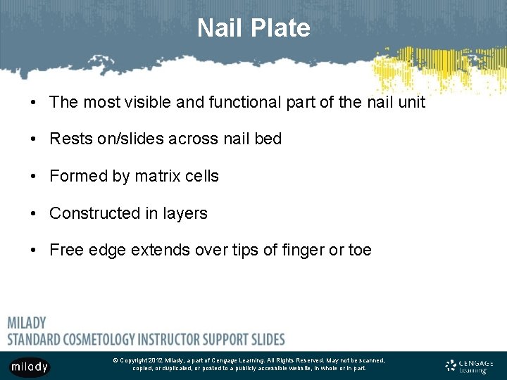 Nail Plate • The most visible and functional part of the nail unit • Nail Plate • The most visible and functional part of the nail unit •
