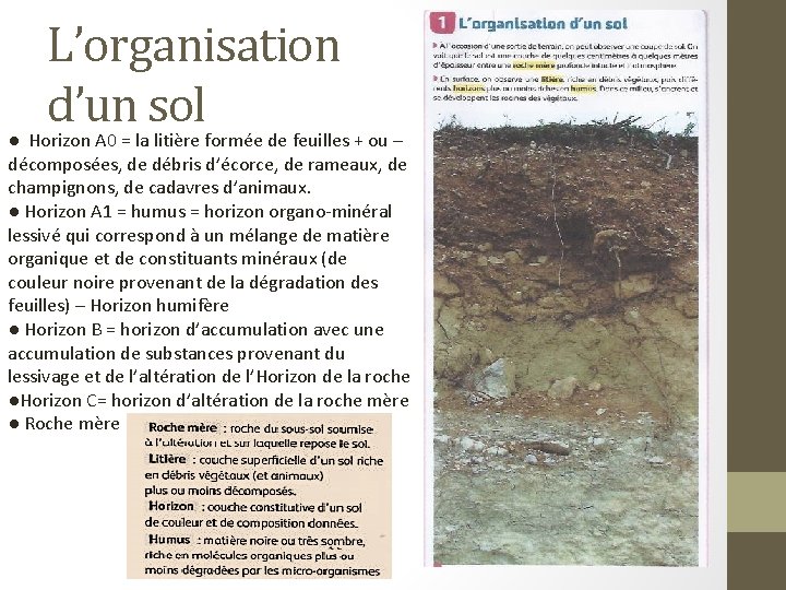 L’organisation d’un sol ● Horizon A 0 = la litière formée de feuilles +