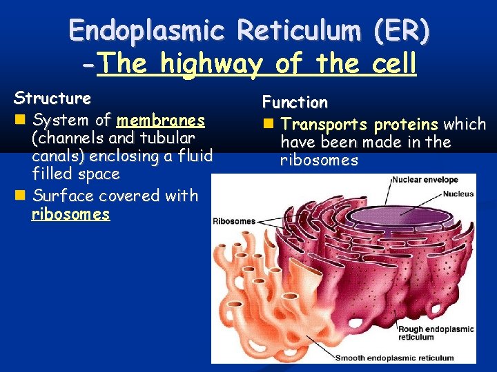 Endoplasmic Reticulum (ER) -The highway of the cell Structure System of membranes (channels and
