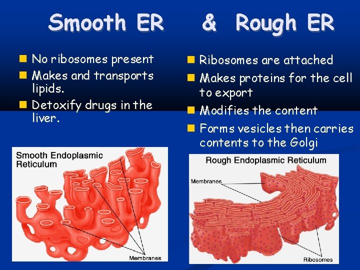 Smooth ER No ribosomes present Makes and transports lipids. Detoxify drugs in the liver.