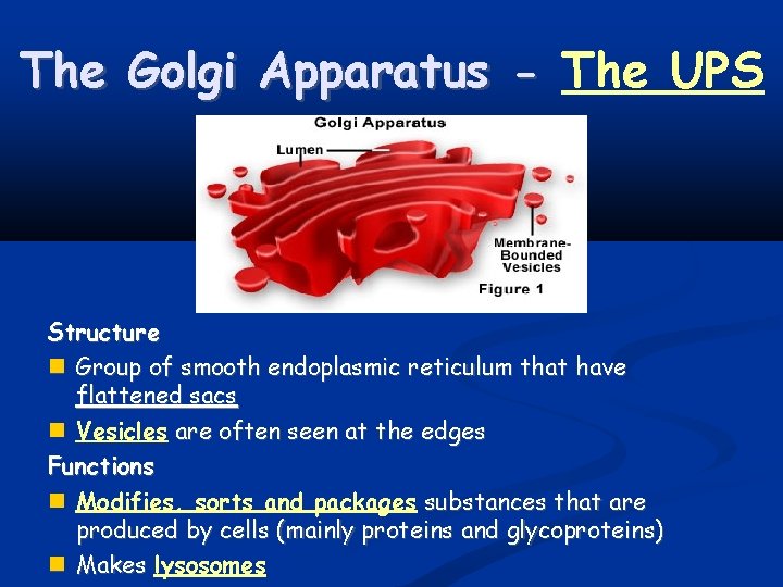 The Golgi Apparatus - The UPS Structure Group of smooth endoplasmic reticulum that have