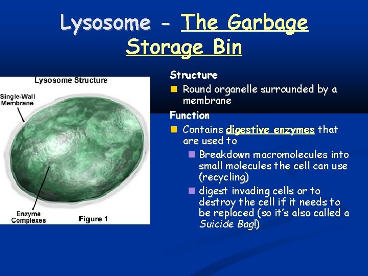 Lysosome - The Garbage Storage Bin Structure Round organelle surrounded by a membrane Function