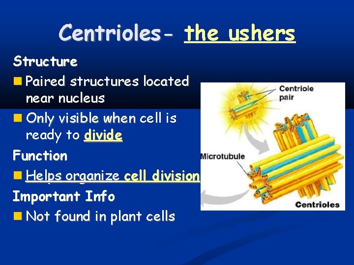 Centrioles- the ushers Structure Paired structures located near nucleus Only visible when cell is