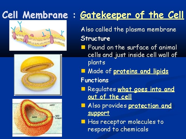 Cell Membrane : Gatekeeper of the Cell Also called the plasma membrane Structure Found