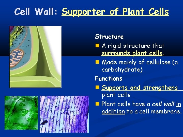 Cell Wall: Supporter of Plant Cells Structure A rigid structure that surrounds plant cells.
