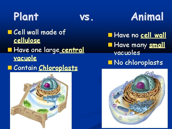Plant vs. Cell wall made of cellulose Have one large central vacuole Contain Chloroplasts