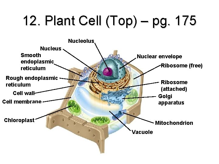 12. Plant Cell (Top) – pg. 175 Nucleolus Nucleus Smooth endoplasmic reticulum Nuclear envelope