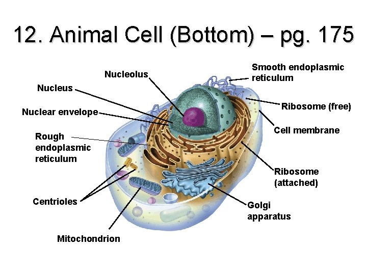 12. Animal Cell (Bottom) – pg. 175 Nucleolus Nuclear envelope Rough endoplasmic reticulum Smooth