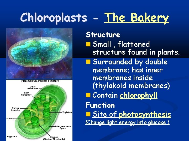 Chloroplasts - The Bakery Structure Small , flattened structure found in plants. Surrounded by