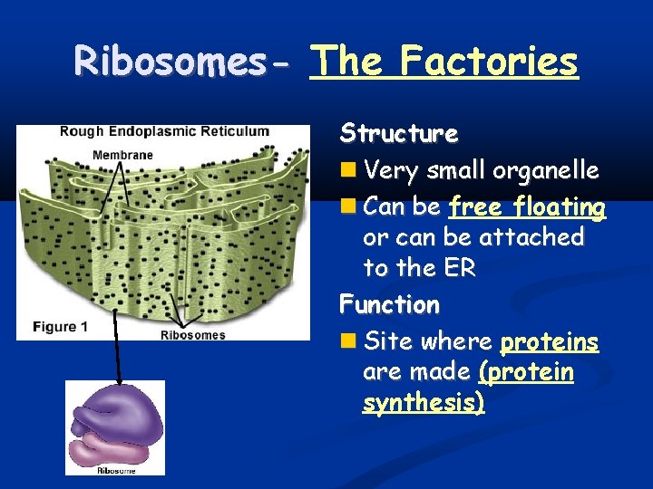 Ribosomes- The Factories Structure Very small organelle Can be free floating or can be
